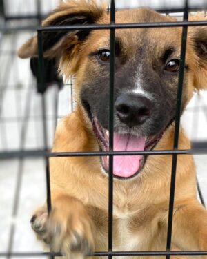 Nates Animal Rescue Donations